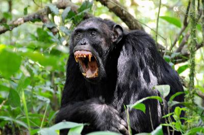 chimp-teeth.jpg