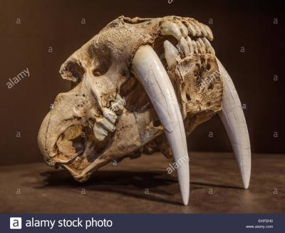 saber-tooth-tiger-skull-with-long-white-front-teeth-EHFDH0.jpg