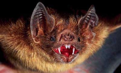 vampire-bat.jpg