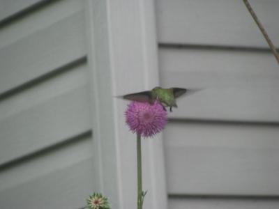 Hummingbird1.JPG