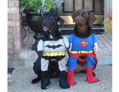 12-funny-dog-costumes-halloween-superheroes-af.jpg