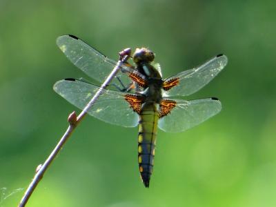 broad-bodied-chaser-young-male.jpg
