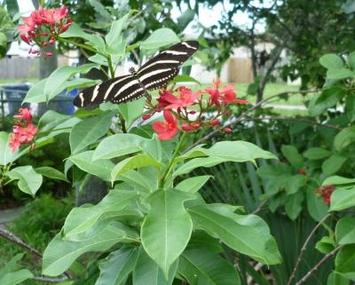 Zebra Longwing butterfly.JPG