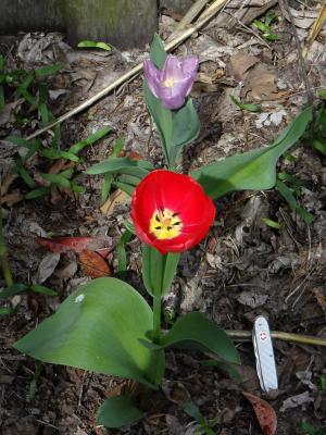 DSC04846-carver-tulips.jpg