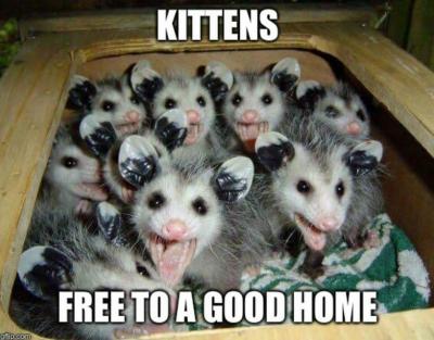 free kitties.JPG