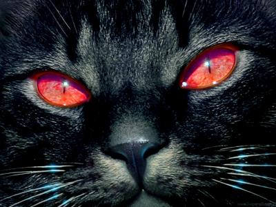 cat - red eyes.jpg