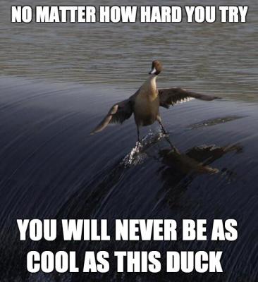 no-matter-how-hard-you-try-you-will-never-be-as-cool-as-this-duck.jpg