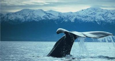 Kaikoura Whale 1.jpg