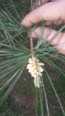 Pine pollen 2.jpg