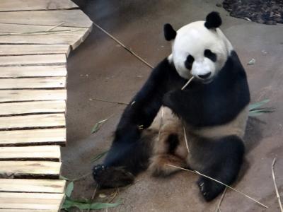 DSC02900-panda-eating.jpg