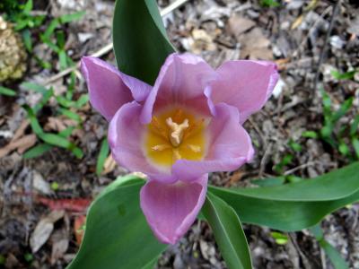 DSC04857-tulip-pink.jpg