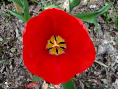 DSC04856-tulip-red.jpg