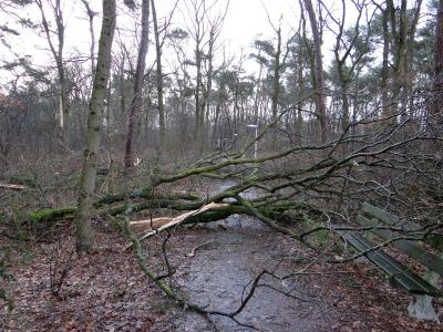 DSC09398-storm-damage-trees-25.jpg