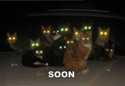 Soon - cats.jpg