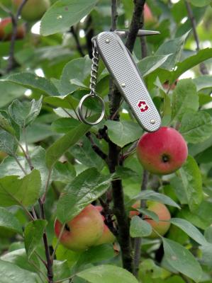 DSC03124-bushcrafter-and-wild-apples-001.jpg
