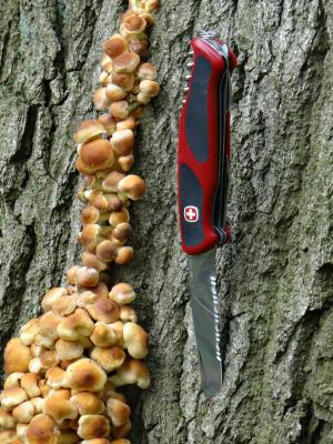 DSC07590-ranger-and-mushrooms.jpg