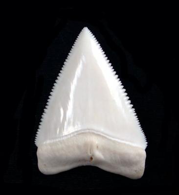 shark-tooth.jpg