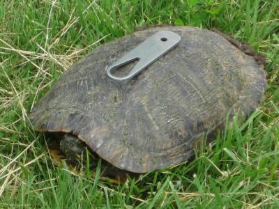 turtle 012.JPG