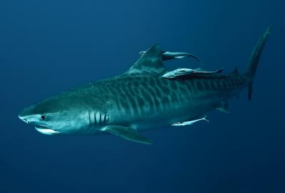 Clear-Tiger-Shark-Picture-In-Deep-Blue-Sea.jpg