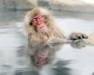 Chill Monkey.jpg