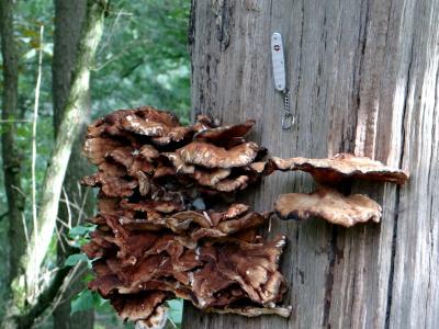 DSC03185-buschroder-mushrooms-001.jpg