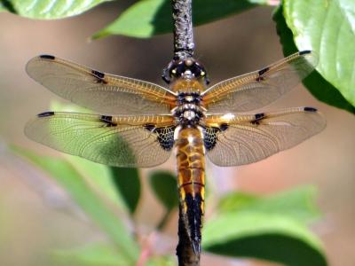four-spotted-chaser-female.jpg